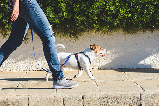 Una persona caminando con un perro  Descripción generada automáticamente con confianza media